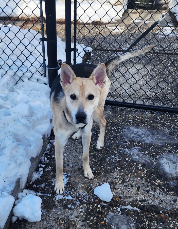 TIMBER - Husky / Shepherd available for adoption