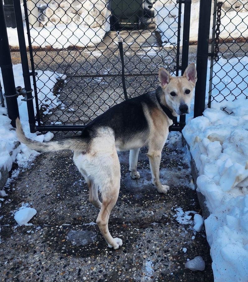 TIMBER - Husky / Shepherd available for adoption