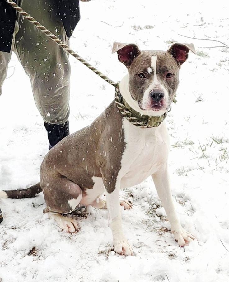 RAMBO - American Pit Bull Terrier available for adoption