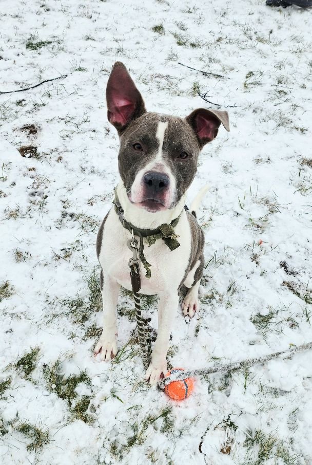 RAMBO - American Pit Bull Terrier available for adoption