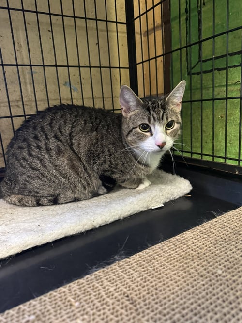 OCEAN - Tabby for adoption in Edison