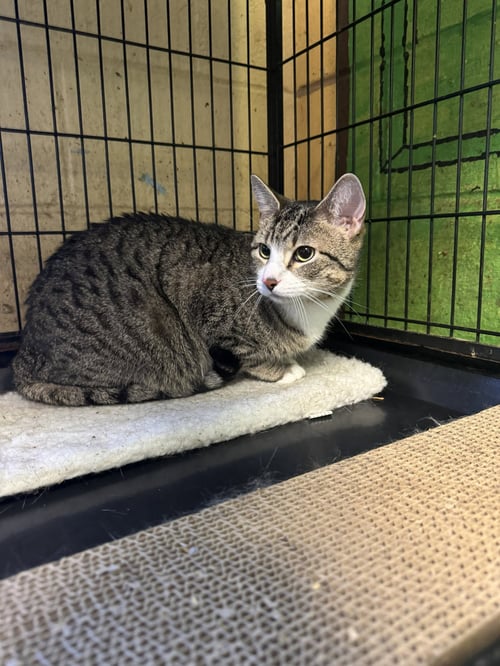 OCEAN - Tabby available for adoption