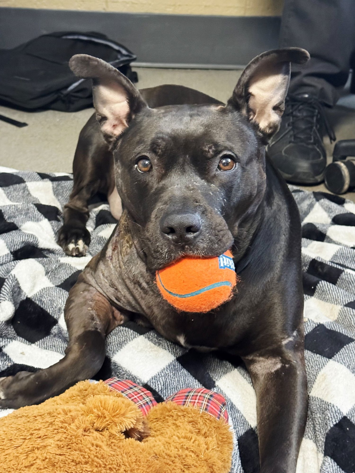 PEPPER - American Staffordshire Terrier available for adoption