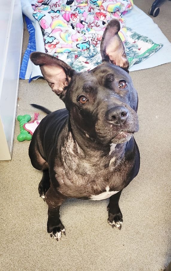 PEPPER - American Staffordshire Terrier available for adoption