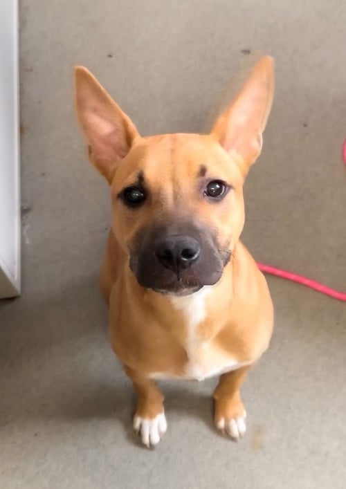 RUDY - American Staffordshire Terrier for adoption in Edison