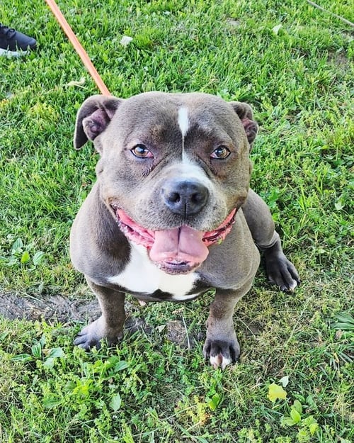 VIOLET - American Staffordshire Terrier available for adoption