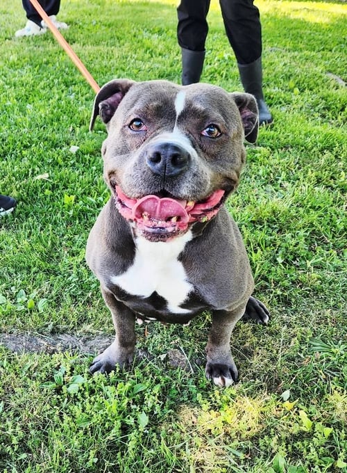 VIOLET - American Staffordshire Terrier for adoption in Edison