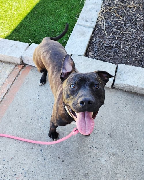 TANGO - American Staffordshire Terrier for adoption in Edison