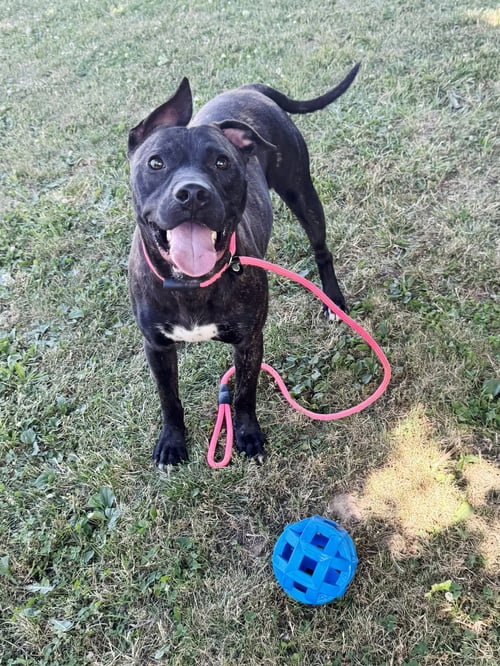 TANGO - American Staffordshire Terrier available for adoption