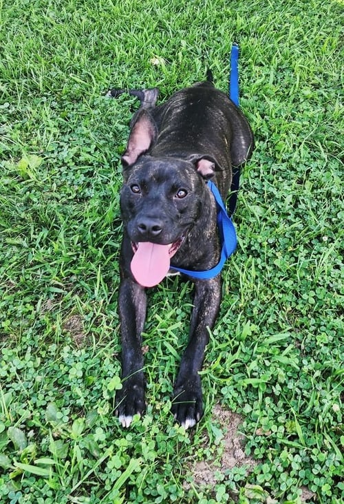 TANGO - American Staffordshire Terrier for adoption in Edison