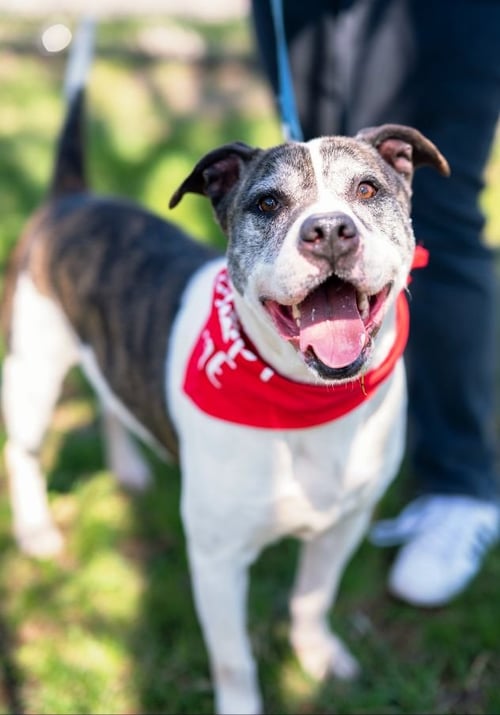 DANNY - American Bulldog for adoption in Edison