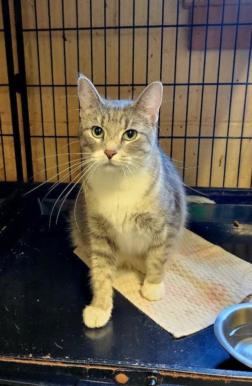 LENA - Tabby for adoption in Edison