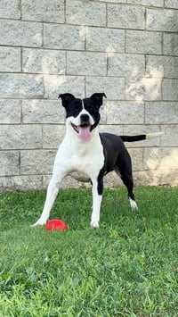 Blaze - Photo 3
