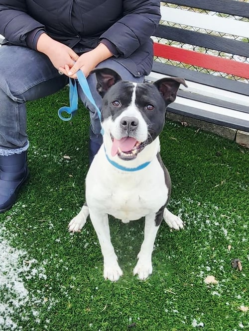 BLAZE - American Staffordshire Terrier available for adoption
