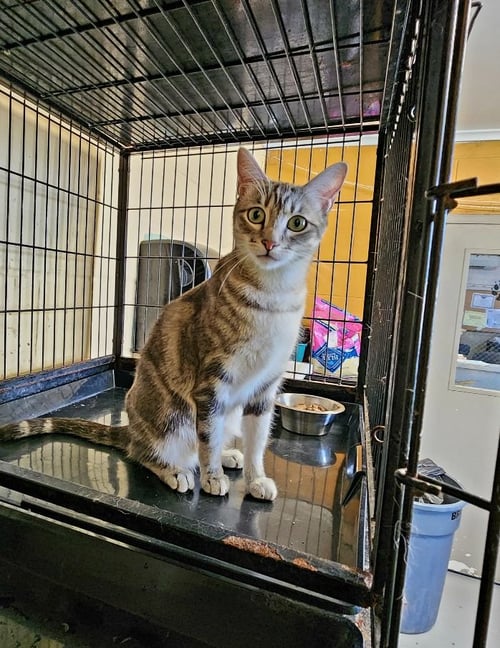 LAYA - Tabby available for adoption