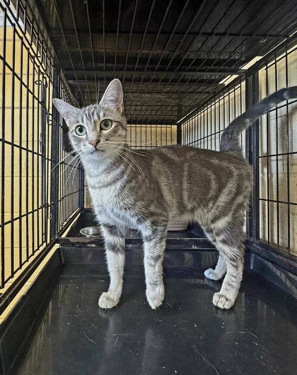 Laya Image