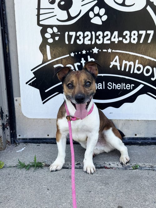 RUSSELL - Jack Russell Terrier / Chihuahua for adoption in Edison
