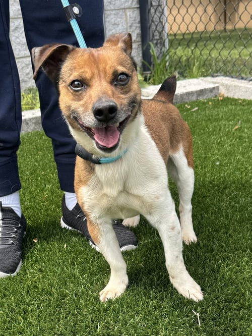 RUSSELL - Jack Russell Terrier / Chihuahua available for adoption