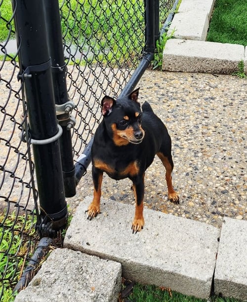 POKA - Miniature Pinscher available for adoption