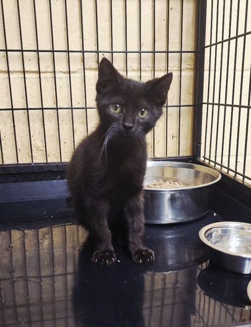 BITZY - Domestic Short Hair available for adoption