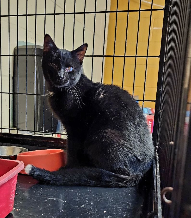 SAM - Domestic Short Hair available for adoption