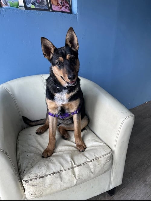 JOLLY - Terrier available for adoption