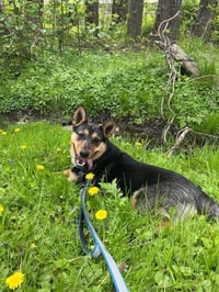 Jolly - Photo 3