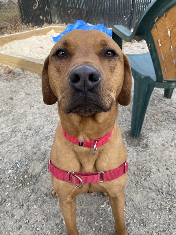 STETSON - Terrier available for adoption