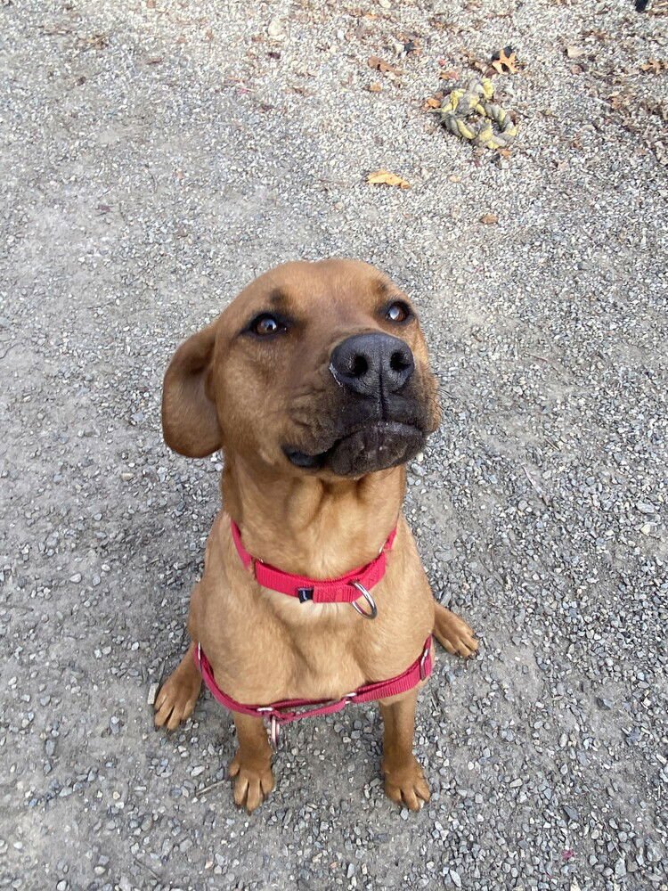 STETSON - Terrier available for adoption
