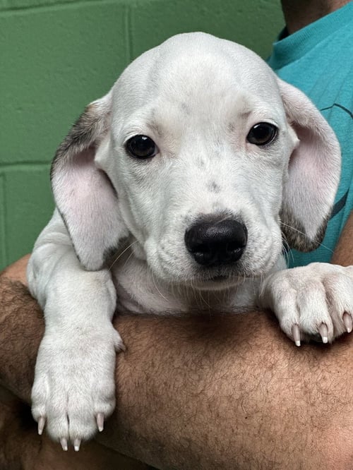 TAURUS - Terrier available for adoption