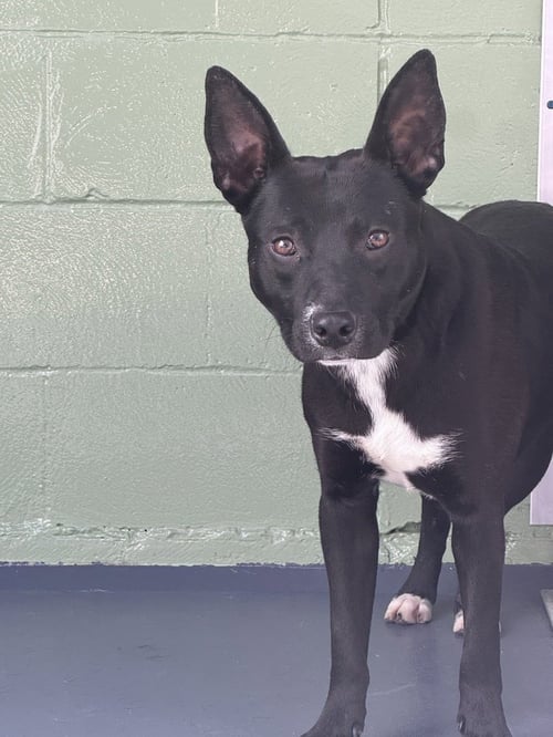 MOWGLI - Labrador Retriever available for adoption