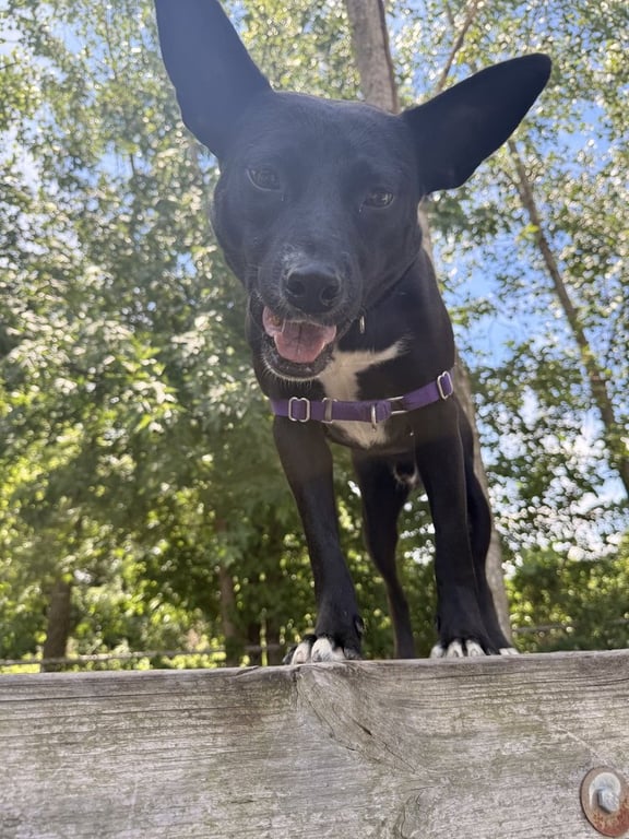 Mowgli Image