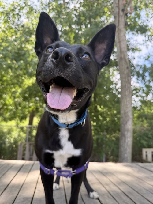 MOWGLI - Labrador Retriever available for adoption