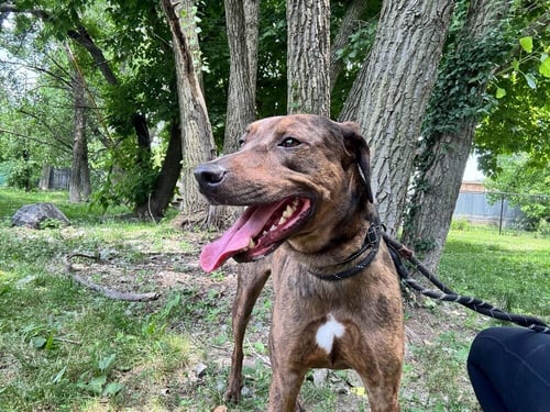 BUZZ - Catahoula Leopard Dog available for adoption