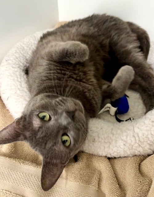ASHA - Domestic Short Hair available for adoption
