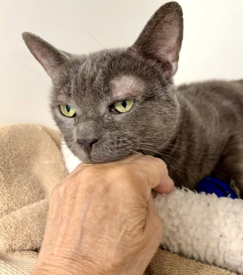 ASHA - Domestic Short Hair available for adoption