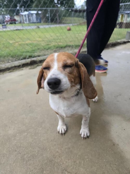 BAGEL - Beagle available for adoption