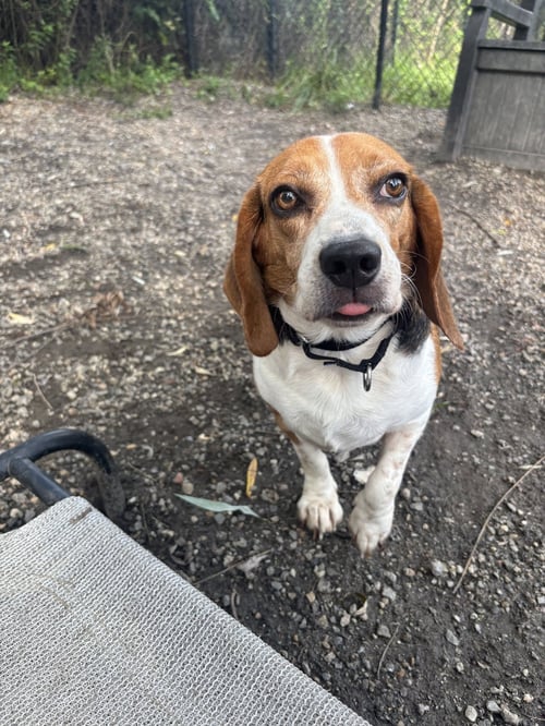 BAGEL - Beagle available for adoption