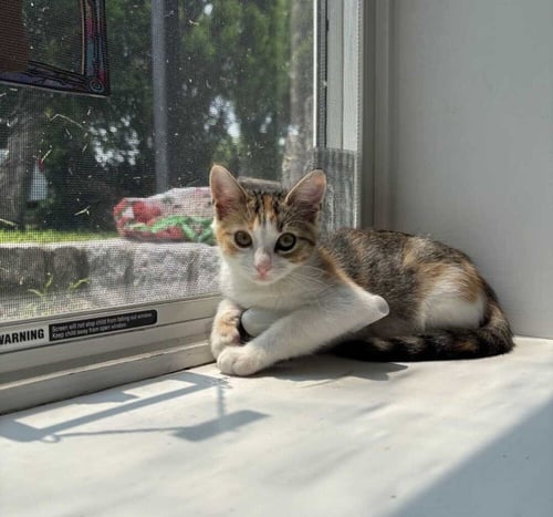 CALOWAY - Domestic Short Hair available for adoption