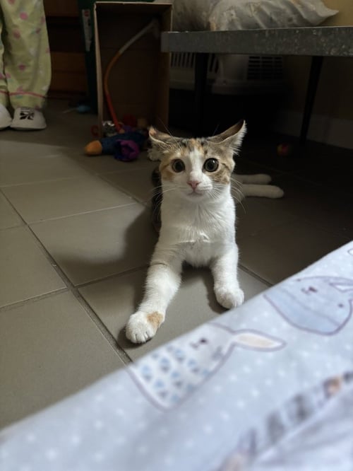 CALOWAY - Domestic Short Hair available for adoption