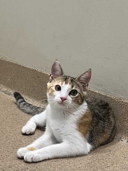 CALOWAY - Domestic Short Hair available for adoption