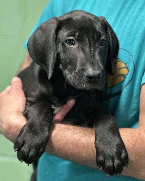 SHERBERT - Labrador Retriever available for adoption