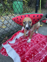 Cannoli - Photo 1