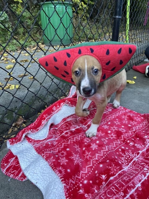 CANNOLI AVAILABLE 10/30 - Shepherd available for adoption