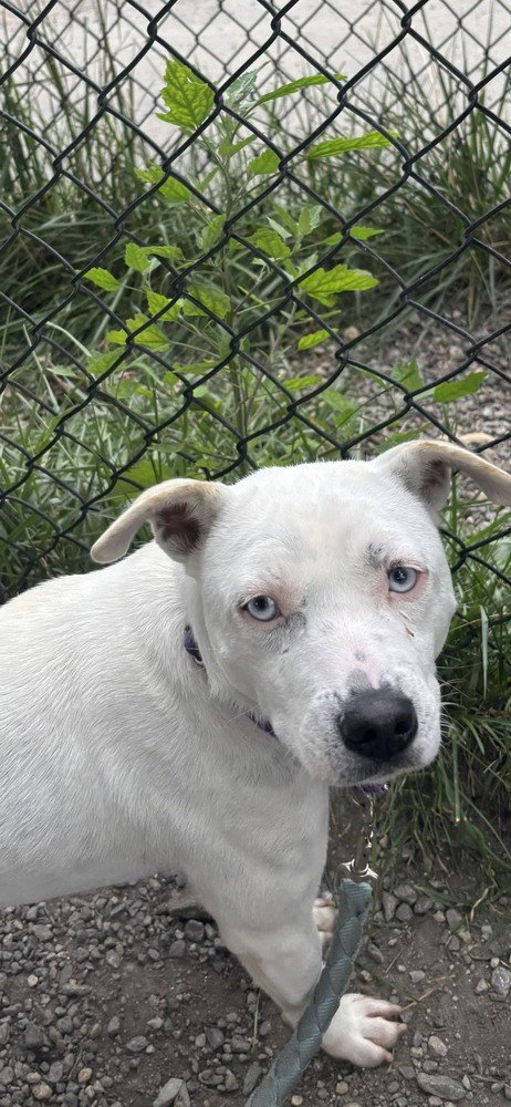 ICEE AVAILABLE 8/20 - Unknown available for adoption