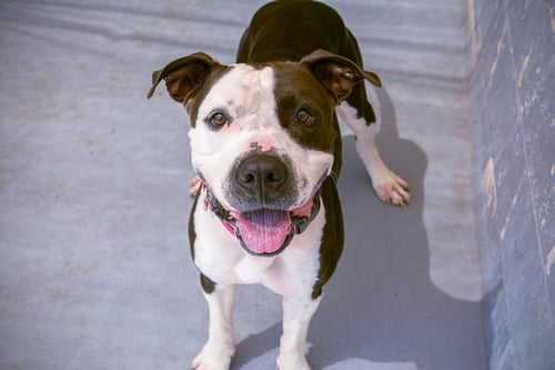 COWBOY - Terrier available for adoption