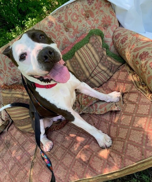 COWBOY - Terrier available for adoption