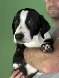 Corn Maze- Foster to Adopt - Photo 1