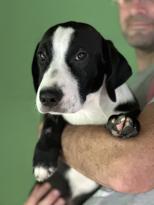 CORN MAZE AVAILABLE 10/24 - Labrador Retriever / Beagle available for adoption