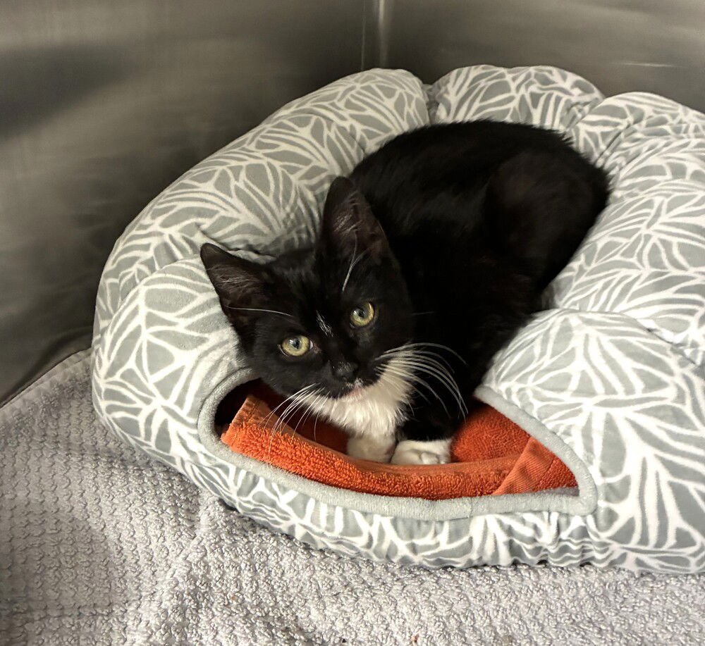 MALLOMAR -AVAILABLE 2/11 - Domestic Short Hair available for adoption